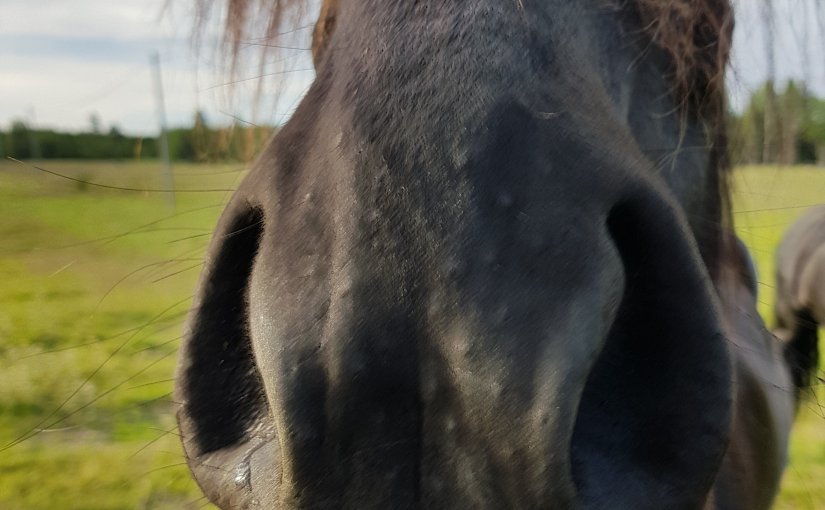 Rävbackens julkalender 18 december.Det mest&nbsp;fascinerande.