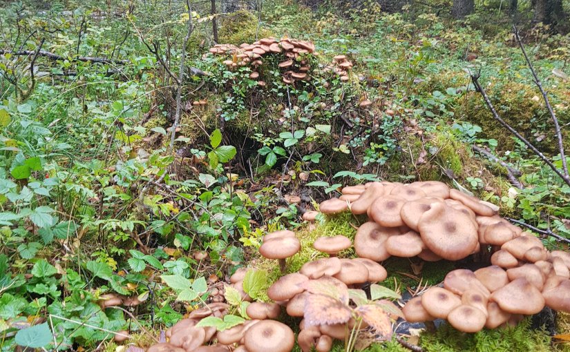 Avd Fort och fel,&nbsp;igen.