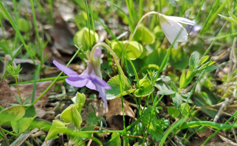 Visst gör det ont när knoppar&nbsp;brister
