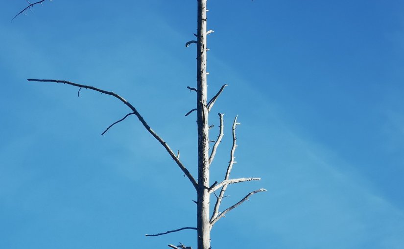 Julkalender 2020 lucka&nbsp;10