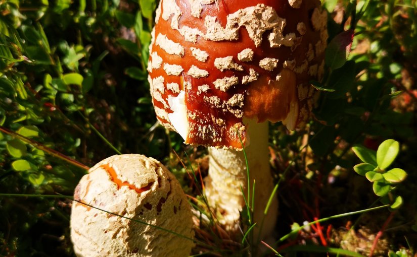 Julkalender 2020 Lucka&nbsp;17