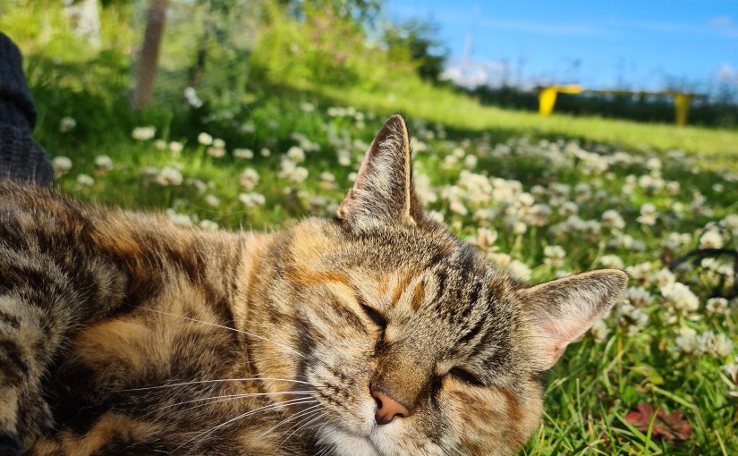 Julkalender 2020 Lucka&nbsp;18